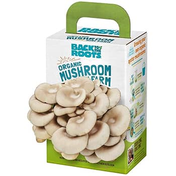 Back to the Roots Organic Mini Mushroom Grow Kit