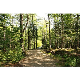 Healing Path to Complex PTSD Recovery